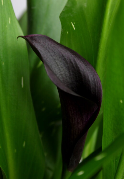 Калла чёрная ⌀12 40 см 