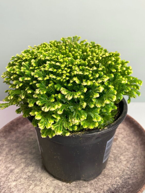 Селагинелла Мартенси Йори ⌀12 20 см 