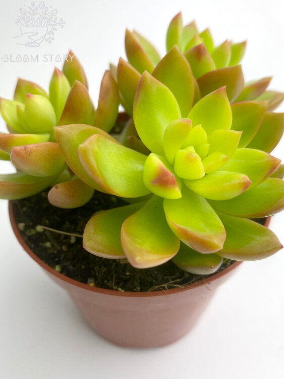 Седум Адольфа трио ⌀8 