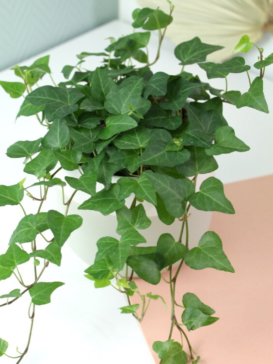 Хедера Хеликс Питтсбург ⌀13 30 см  Хедера Хеликс Питтсбург ⌀13 30 см