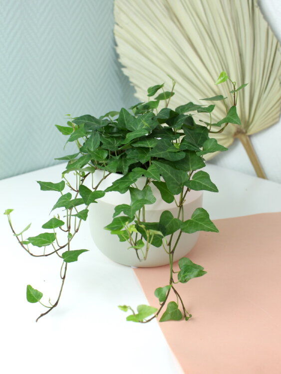 Хедера Хеликс Питтсбург ⌀13 30 см  Хедера Хеликс Питтсбург ⌀13 30 см