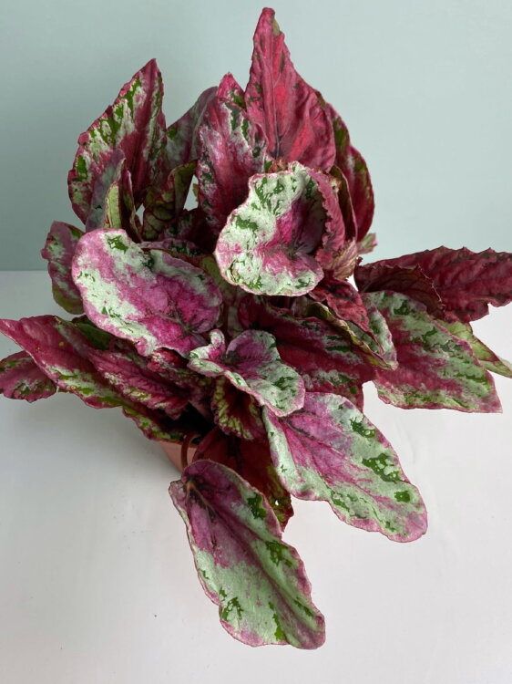 Бегония рекс Кристмас керл ⌀9  Бегония рекс Кристмас керл ⌀9