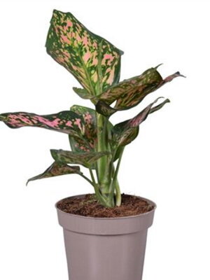 Аглаонема Споттед Стар ⌀12 30 см 