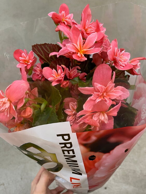 Бегония элатиор Цевека ⌀14 