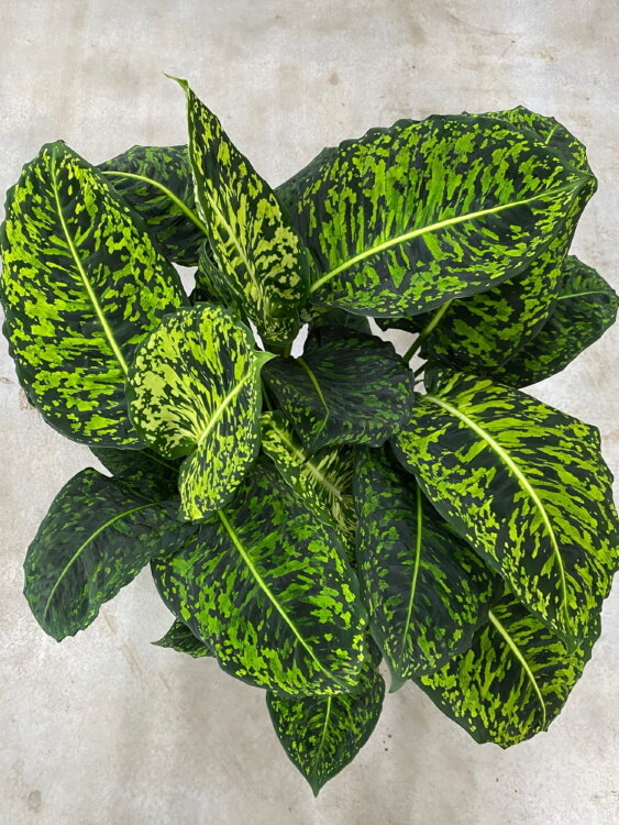 Диффенбахия Рефлектор ⌀27 80 см 