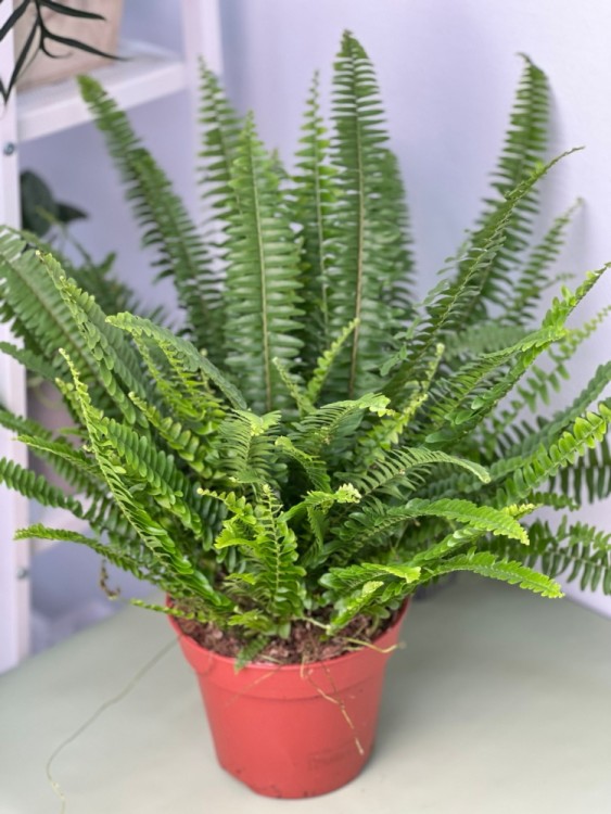 Нефролепис Грин Леди ⌀17 50 см 