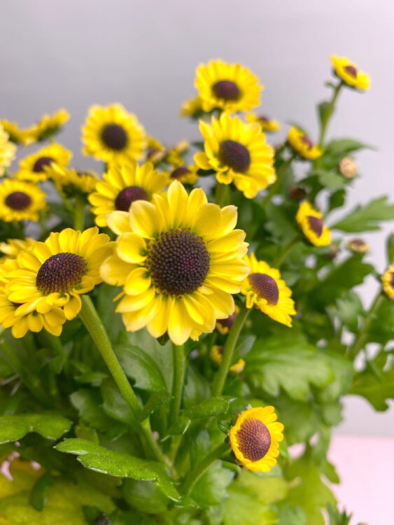 Хризантема жёлтая мелкоцветковая  Хризантема жёлтая мелкоцветковая