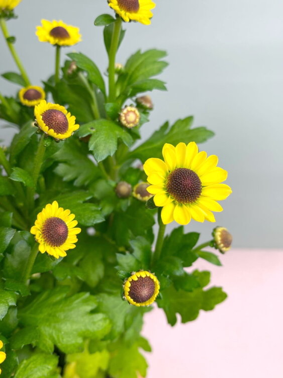 Хризантема жёлтая мелкоцветковая  Хризантема жёлтая мелкоцветковая