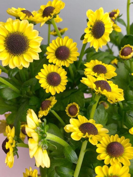 Хризантема жёлтая мелкоцветковая  Хризантема жёлтая мелкоцветковая