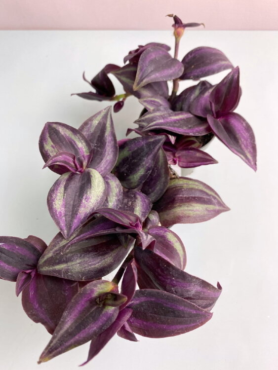 Традесканция Зебрина Пёрпл Джой ⌀7 10 см 