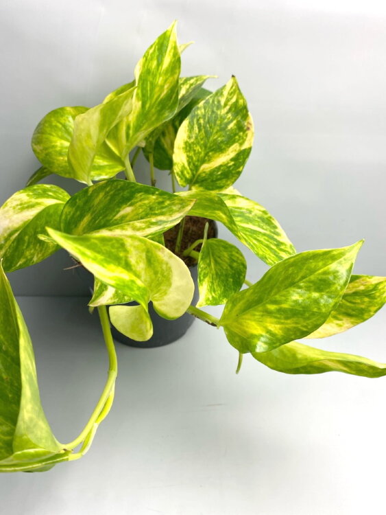 Эпипремнум Хиколор ⌀12 30 см 