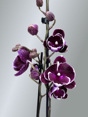 Орхидея Фаленопсис Шоко Биг Лип 2 ст