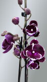 Орхидея Фаленопсис Шоко Биг Лип 2 ст 