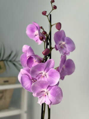 Орхидея Фаленопсис Принцесса Сакура Биг Лип 2 ст