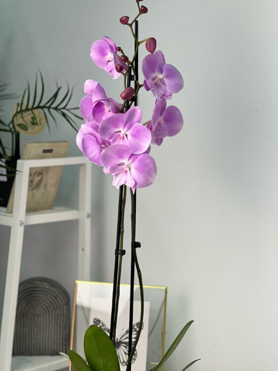 Орхидея Фаленопсис Принцесса Сакура Биг Лип 2 ст 