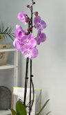 Орхидея Фаленопсис Принцесса Сакура Биг Лип 2 ст 