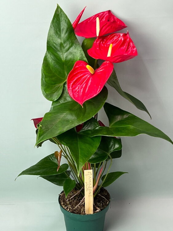 Антуриум Невада ⌀14 45 см  Антуриум Невада ⌀14 45 см