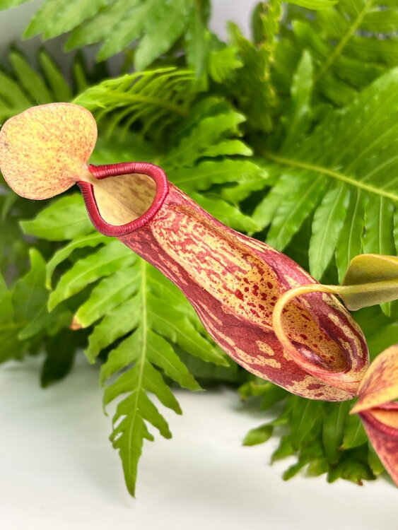 Мухоловка Непентес ⌀6 