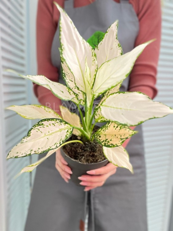 Аглаонема Ванилла Бэби ⌀12 35 см 