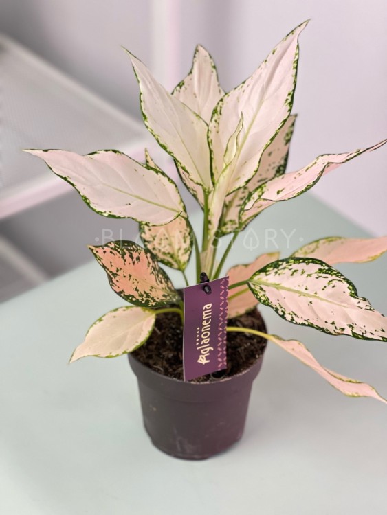 Аглаонема Ванилла Бэби ⌀12 35 см 