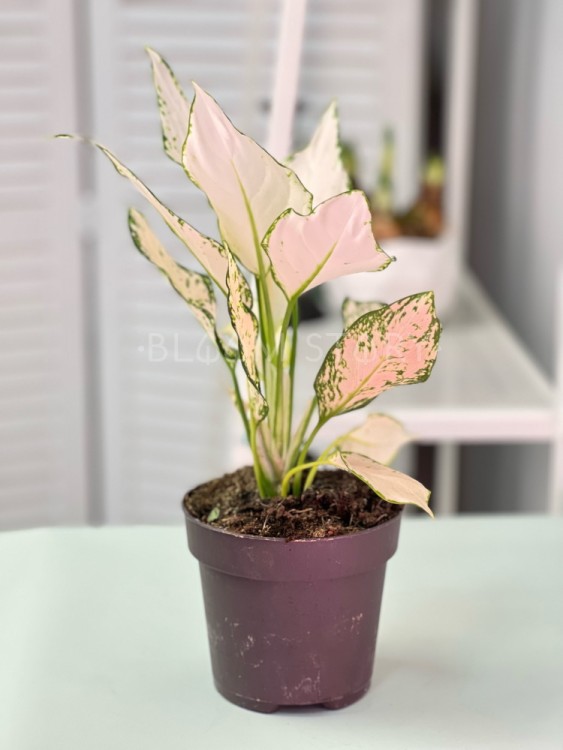 Аглаонема Ванилла Бэби ⌀12 35 см 