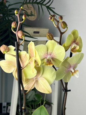 Орхидея Фаленопсис Баттеркап ⌀12 60 см