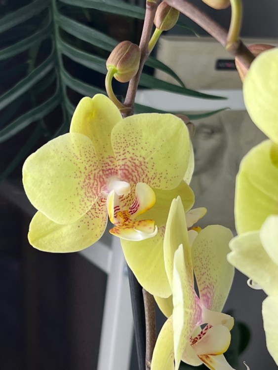 Орхидея Фаленопсис Баттеркап ⌀12 60 см 