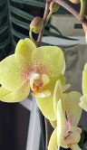 Орхидея Фаленопсис Баттеркап ⌀12 60 см 