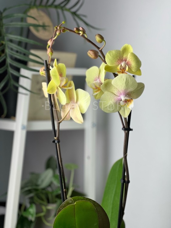 Орхидея Фаленопсис Баттеркап ⌀12 60 см 