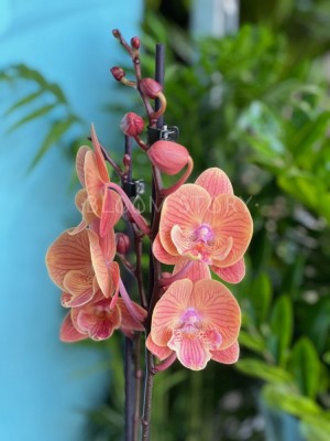 Орхидея Фаленопсис Лонг Аполло Биг Лип ⌀12 60 см