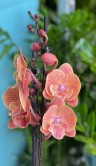 Орхидея Фаленопсис Лонг Аполло Биг Лип ⌀12 60 см 