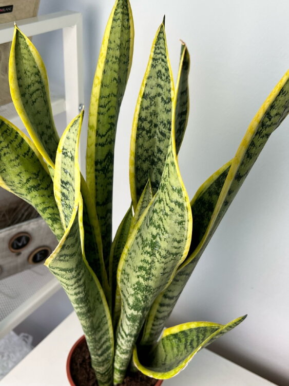 Сансевиерия Лауренти ⌀14 50 см 