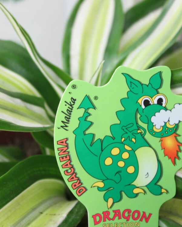 Драцена Фрагранс Малайка ⌀12 25 см 