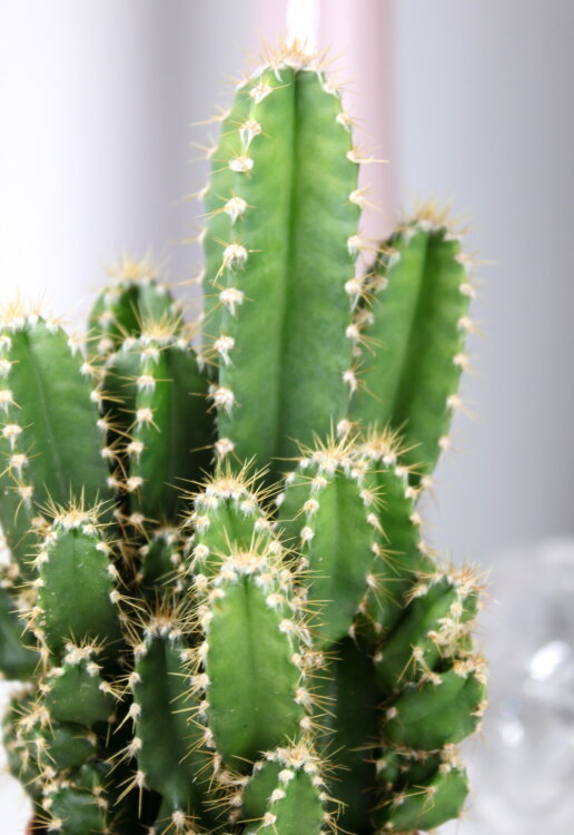 Цереус Флорида ⌀5 