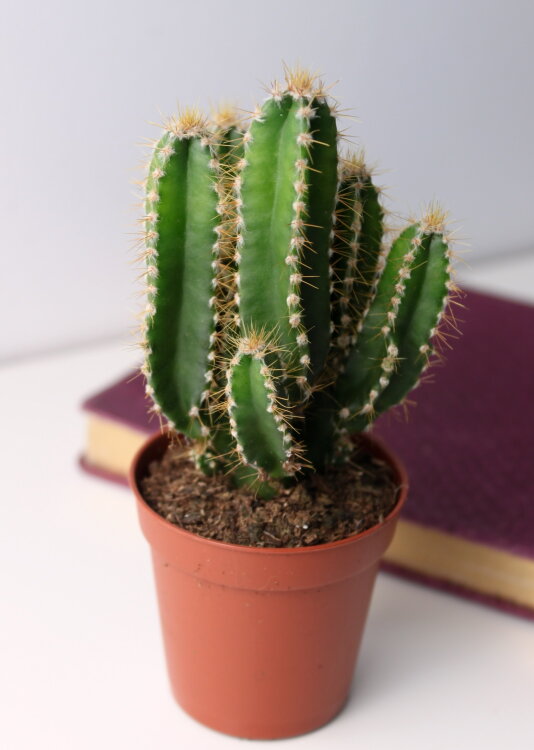 Цереус Флорида ⌀5 