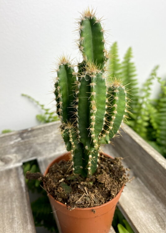 Цереус Флорида ⌀5 