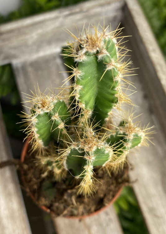 Цереус Флорида ⌀5 