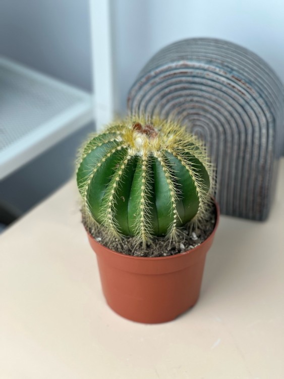 Нотокактус Вараси ⌀12 