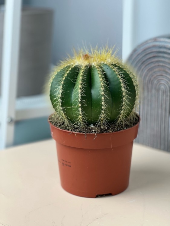 Нотокактус Вараси ⌀12 