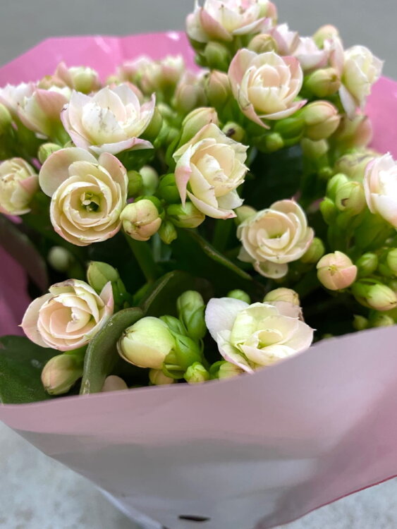 Каланхоэ Каландива крем ⌀13 