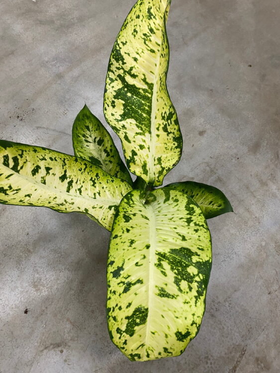 Диффенбахия Банана ⌀24 80 см 