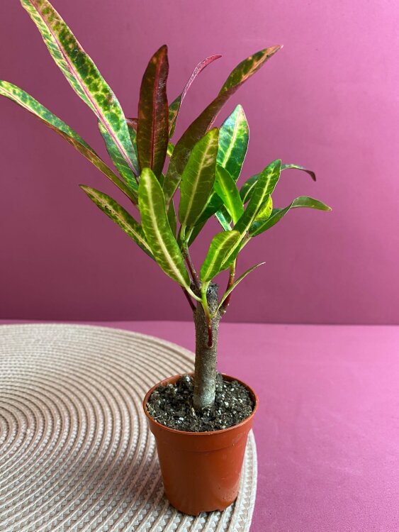 Кротон Пиннокио на штамбе ⌀5 