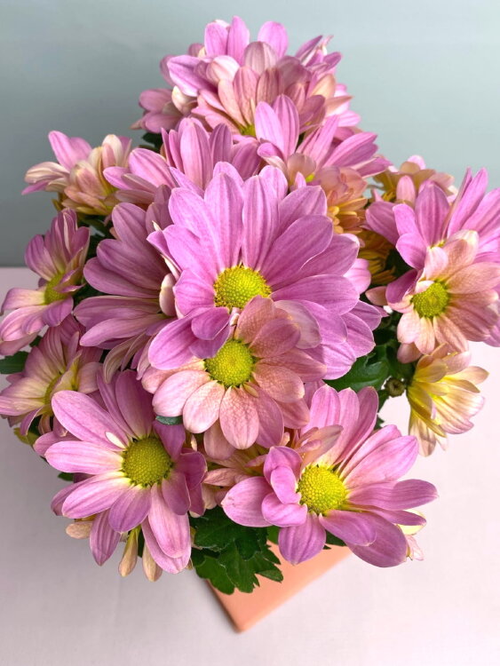 Хризантема розово-жёлтая ⌀12 