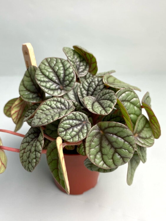 Пеперомия Грейхаунд ⌀5 