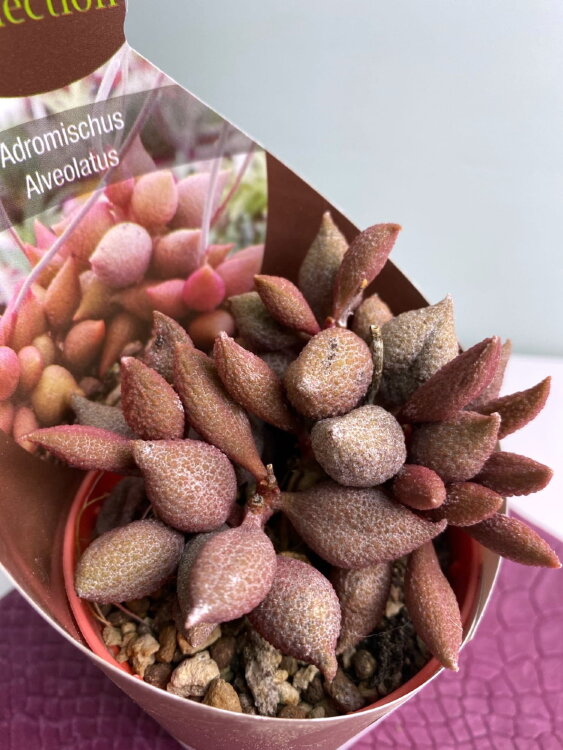 Адромискус Альвеолатус Аубергин ⌀7 