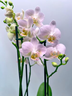 Орхидея Фаленопсис Мультифлора Стеффи