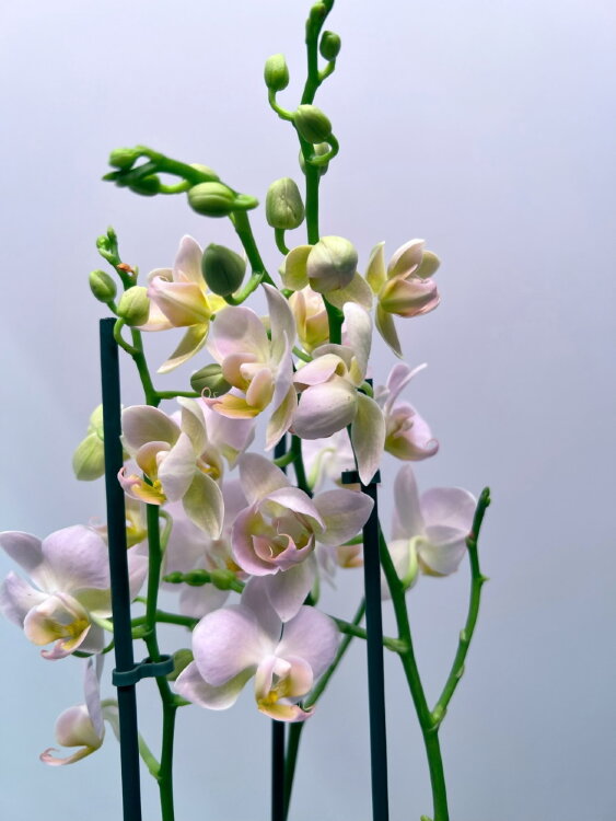 Орхидея Фаленопсис Мультифлора Стеффи 
