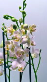 Орхидея Фаленопсис Мультифлора Стеффи 