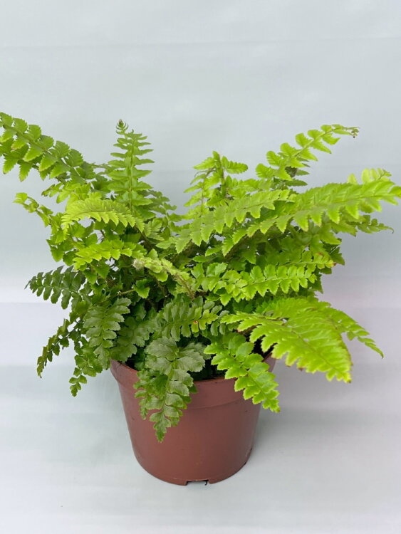 Дориоптерис Криспа ⌀12 25 см 