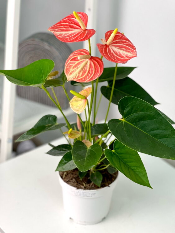 Антуриум Ливиум Оранж ⌀12 40 см  Антуриум Ливиум Оранж ⌀12 40 см